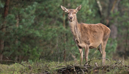 Red deer hind standing on grass in pine forest.