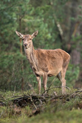 Red deer hind standing on grass in pine forest.