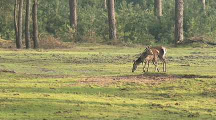 Red deer mother with young in forest meadow.