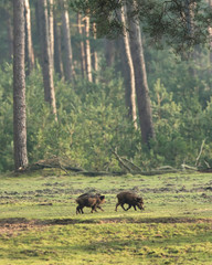 Wild boar (sus scrofa) grazing in forest meadow.