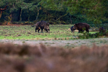 Wild boar (sus scrofa) foraging in forest meadow.