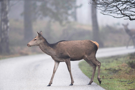 Fototapeta Female red deer crossing road in nature reserve on misty morning.