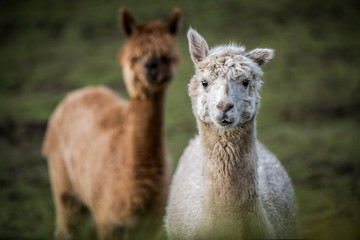 Lama Alpaka stehen hinter einander in Chile, Portrait weißes und braunes, weiches Fell