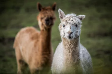 Rugzak Lama alpaca staande achter elkaar in Chili, portret wit en bruin, zacht bont © Sonja