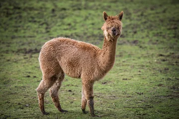 Foto op Aluminium Lama alpaca op een groene weide in de Andes, Chili, Zuid-Amerika © Sonja