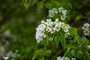 Details of nature. Flowering spring tree