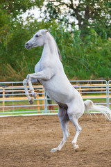 Obraz na płótnie Canvas Runaway white horse standing on its hind legs.