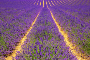 Fototapeta na wymiar Lavender field. Violet fragrant lavender flowers.