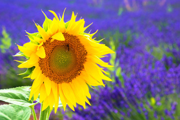 Sunflower and lavender field.