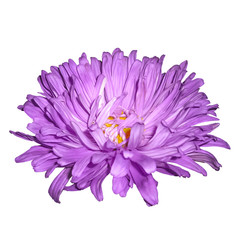 Violet aster.Flower isolated on a white background.