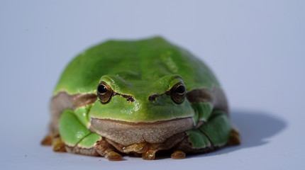 Laubfrosch Modell