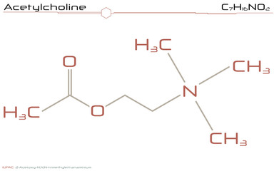 Large and detailed infographic of the molecule of Acetylcholine
