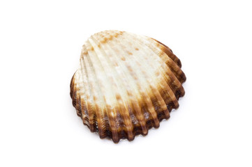 large seashell of sea mollusks