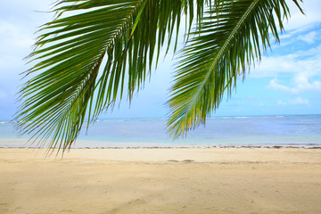 Fototapeta na wymiar Caribbean sea and palm leaves. Travel background.