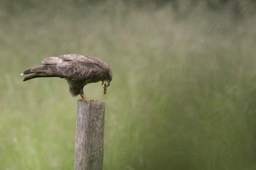 Buse variable d&eacute;vore une courtili&egrave;re