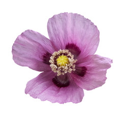 Flower of a poppy edible. Flower isolated on a white background.