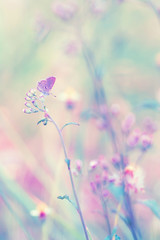 Fantasy butterfly on flower, nature vintage pastels background