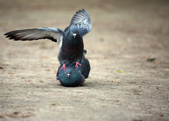  life of birds in the city. Love and pigeons. pairing