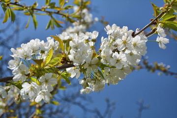 Spring white cherry blossom