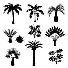 Fototapeta premium Zestaw tropikalnych palm. Egzotyczne rośliny tropikalne Ilustracja natury dżungli
