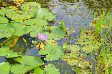 Purple flower lily lotus bloom floating on water