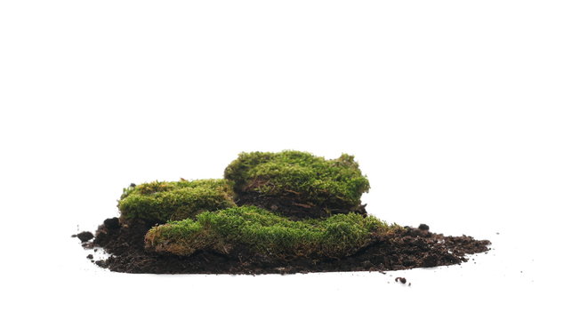 Green moss and dirt pile isolated on white background, with clipping path