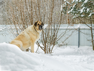 big dog sitting in the snow among the snowdrifts