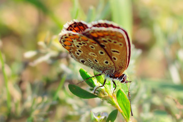 Orange butterfly with specks sitting on a sheet