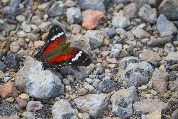Colorful butterfly