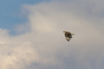 Flying eagle