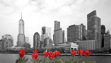 Black and white view of New York with red tulips on front - obrazy, fototapety, plakaty