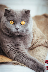 lovely blue scottish fold cat with golden eyes on burlap background.