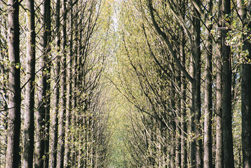forest wood woodland trees