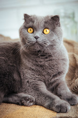 lovely blue scottish fold cat with golden eyes on burlap background.