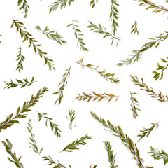 Pattern with floral branches isolated on white background. Flat lay, top view.