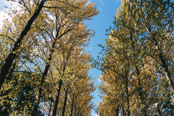 Fototapeta premium forest wood woodland trees