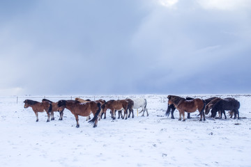 Icelandic horses