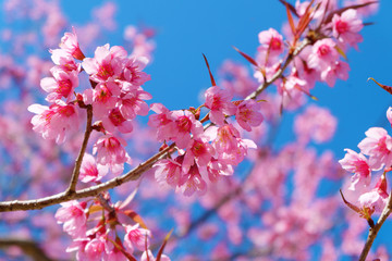 Beautiful cherry blossom, pink sakura flowers with blue sky in spring. Soft focus
