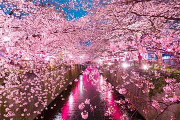 Cherry Blossoms along the Meguro River, Tokyo Japan