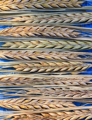 natural background of many rows of ripe Golden ears of corn on a blue wooden table