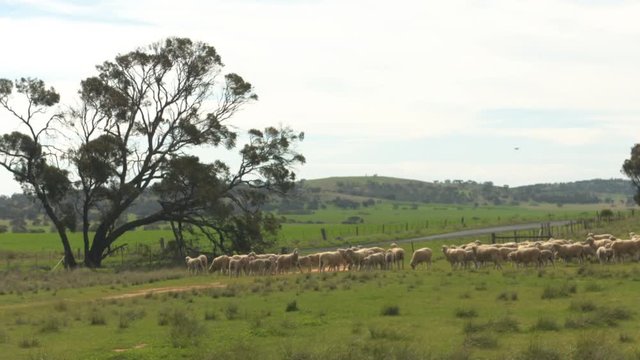 Flock of Sheep in paddock in Australian Outback. Wide shot.