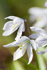 春の白い花　シラー