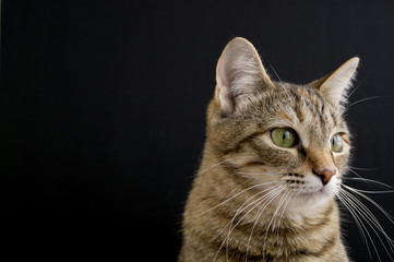 Striped fluffy domestic cat on black background.