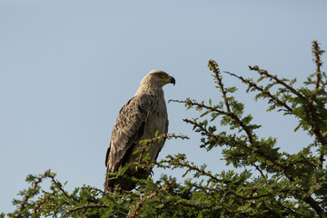 tawny eagle in a tree, Maasai Mara, Kenya
