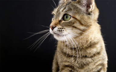 Striped fluffy domestic cat on black background.