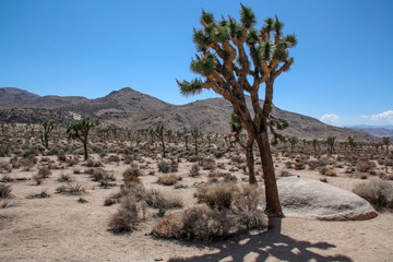 Joshua Tree © srogiers