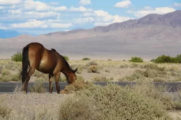 Fotobehang Wild Horses Mojave Desert © srogiers