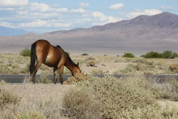 Fotobehang Wild Horses Mojave Desert © srogiers