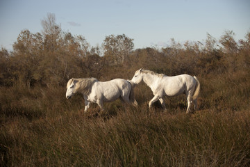 Obraz premium Francia,Camargue, Saintes-Maries-de-la-Mer, cavalli in libertà nella campagna.