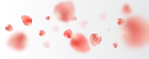 Sakura tender pink petals randomly flying in the air, wide vector illustration. Realistic petals floated on white background.